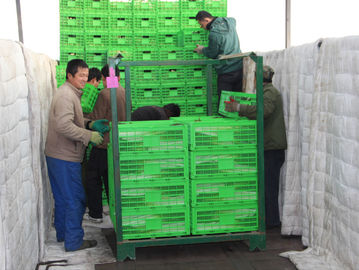 Stoccaggio pieghevole di plastica agricolo 600*400 su misura cassa millimetro